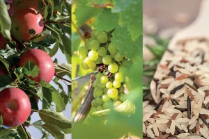 FOIRE DE LA POMME, DU VIN ET DU RIZ