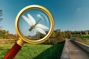 Inventaire participatif sur les libellules au Maharin