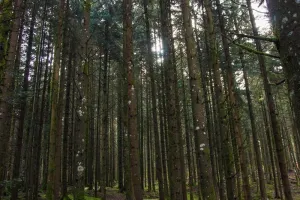 A l'écoute de la forêt, vivez l'automne autrement