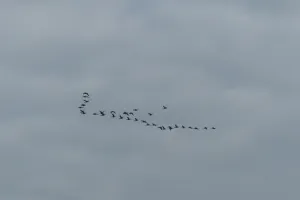 Balade nature "La migration"