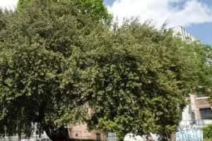 Conférence Véronique Mure, botaniste