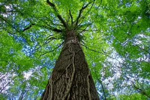 Atelier de sylvoénergétique : découvrez les bienfaits des arbres