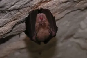 Nuit de la chauve-souris : les étonnantes reines de la nuit