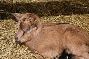 Atelier découverte : Les chevrettes et la magie du fromage