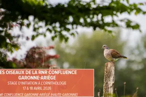 Stage d'initiation à l'ornithologie