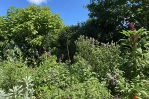 Le monde végétal au-delà du regard - Rendez-vous aux jardins