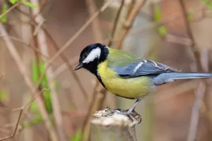 Initiation aux chants d'oiseaux, Marais d'Orx