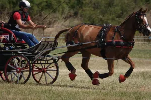 Concours d'attelage amateur, élevage, club