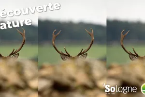 Découvertes Sologne Nature - Le brame du Cerf'rial lover