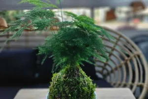 Créez votre kokedama pas à pas
