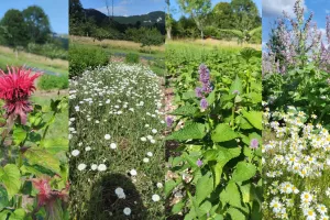 A la rencontre de David : Les trésors spiritueux de la Vallée de la Loue