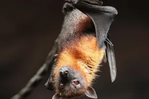 Nuit de la chauve souris