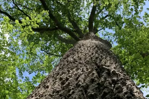 Sortie nature  Arbres et humains : vivants et reliés