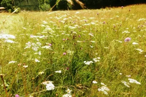 Atelier-découverte « La petite faune du ruisseau de Combejean »