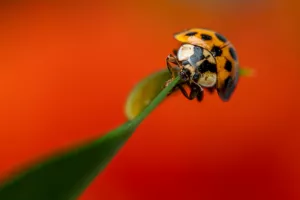 Incroyables insectes