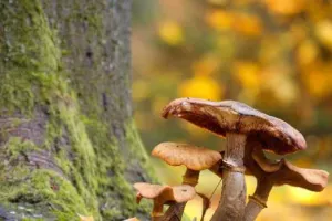 Allons aux champignons - Dimanche Nature