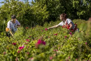 Participez à une journée au milieu des roses - Formation 1 jour