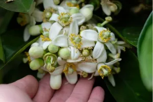 LES VENDREDIS FLEURIS