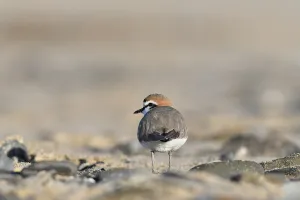 Espèces discrètes et monde secret, photographies par André Gloux