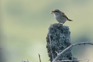 Oiseaux dans une ambiance pastorale
