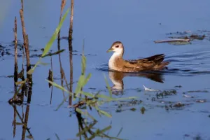 Conférence : les marouettes en Brenne
