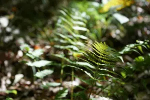 A la découverte des plantes sauvages