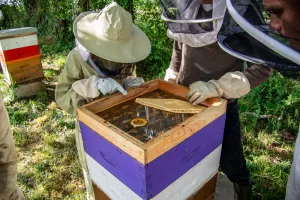 Visite du Rucher d'Artémis