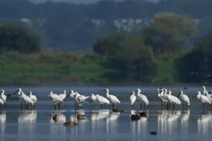 Le mois de la Spatule