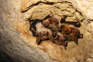 Fabrication de nichoirs à chauves-souris