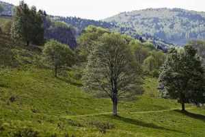 Sentiers plaisir : Autour du Chenot
