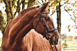 Le rallye des Cavalcades