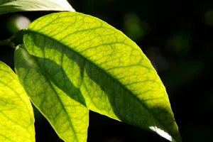 Jardin botanique littoral : À la découverte des feuilles