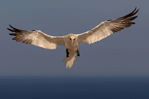 Exposition photographique "Oiseaux, entre pose et envol"