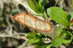 Printemps des Castors