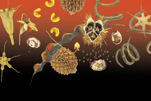 Graines, voyageuses au long cours - Exposition photographique du Muséum