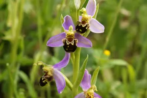 Balade nature  "Les orchidées sauvages de Vézelay"