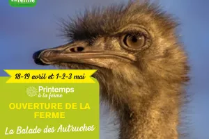 PRINTEMPS A LA FERME - La Balade des Autruches - Portes ouvertes