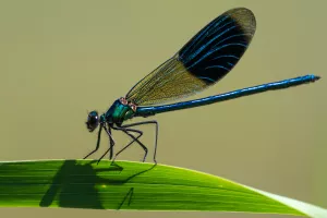 Inventaire participatif - Libellules et papillons