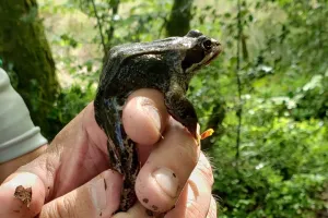 Les glutineux à la tourbière des Dauges