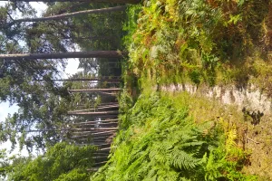 Randonnée-bivouac "Tour de la forêt d'Halatte"