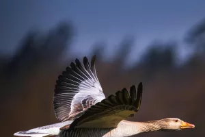 À la rencontre des oiseaux locaux et migrateurs