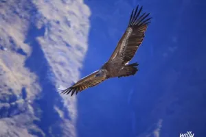 Randonnée accompagnée Mendi Gaiak : sur les traces des vautours