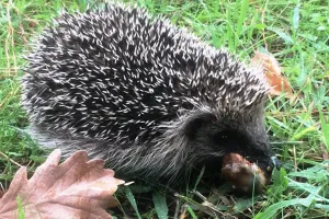 Jardin botanique littoral : Accueillir la faune auxiliaire au jardin