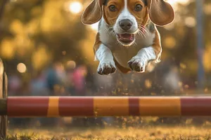 Concours d'obéissance