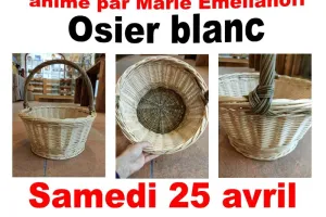 Stage de vannerie Osier blanc
