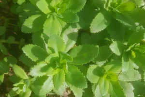 Sortie découvertes des plantes sauvages, médicinales et comestibles