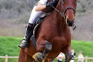 Concours de saut d'obstacles