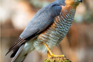 Rapaces nicheurs de Brenne