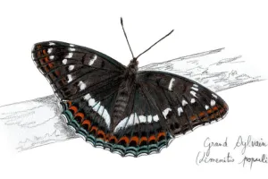 L'art au Féminin Angélique Moreau et ses drôles de dames