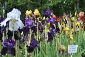 Journées des plantes de printemps